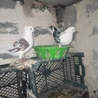 3عدد کبوتر یک نر دو ماده|پرنده|لاجان, |دیوار