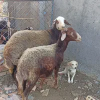 گوسفند کله سفید شیشک|حیوانات مزرعه|سیمین شهر, |دیوار