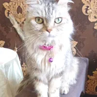 پرشین ۱۰ ماهه ماده چشم سبز