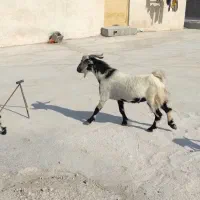 حیوان|حیوانات مزرعه|اهرم, |دیوار