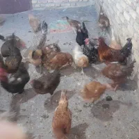 مرغ وخروس|حیوانات مزرعه|حسین آباد, |دیوار