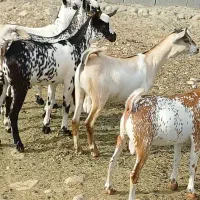 خالی بزغاله