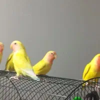 شش تا کوتوله برزیلی معاوضه