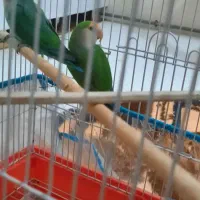 طوطی  برزیلی