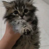 بچه گربه بریتیش ترکیش