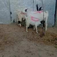بز دوقلوزا