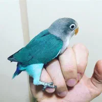 طوطی برزیلی رنگ آبی زیبا