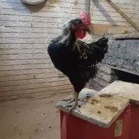 خروس مشکی|حیوانات مزرعه|رباط‌کریم, حصار مهتر|دیوار