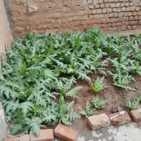 کار کشاورزی انجام میدهم