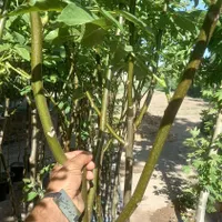 نهال سه ساله گردو اصلاح شده پر بار|خدمات باغبانی و درختکاری|تهران, شهر‌زیبا|دیوار