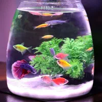 تنگ ماهی|ماهی|تهران, اقدسیه|دیوار