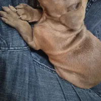 واگذاری ۱ جفت پیت بول اصل