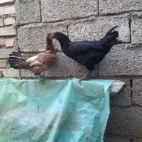 جوجه مرغ محلی|حیوانات مزرعه|تاتار علیا, |دیوار