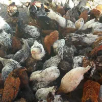 مرغ و خروس گلپایگان|حیوانات مزرعه|خرمدره, |دیوار