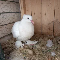 کفتر طوقی پاپر و کاکلی و سرور|پرنده|قم, لسانی|دیوار