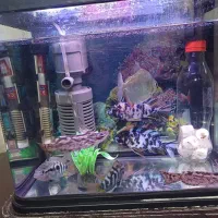 ماهی و آکواریوم