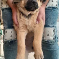 واگذاری سگ سرابی پژدر نگهبان گله