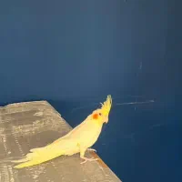 جوجه عروس لوتینو و طوسی|پرنده|قزوین, |دیوار