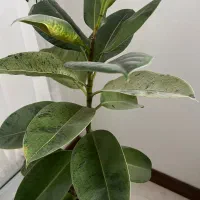 گل فیکوس با گلدان|گل و گیاه طبیعی|قم, انسجام|دیوار