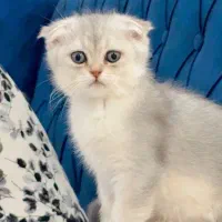 گربه اسکاتیش|گربه|بوشهر, |دیوار