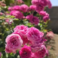 گلاب‌خالص‌و‌وسایل‌مختلف‌حراجی