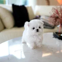 مالتیز تیکاپ|سگ|باوی, |دیوار