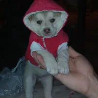 سگ فروشی|سگ|ری, ظهیرآباد|دیوار