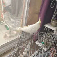 عروس هلندی  نرو ماده