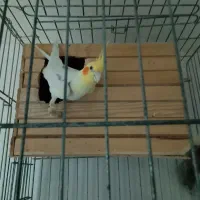 عروس هلندی مولد