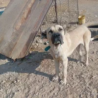 سگ سرابی سه سال