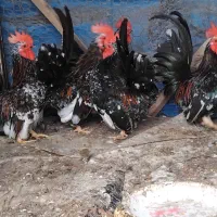 خروس جاپنیز ۳عدد|حیوانات مزرعه|حویق, |دیوار