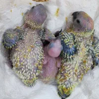 جوجه سرلاکی خورشیدی پشت زرد