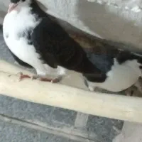 کفتر