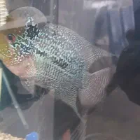 ماهی فلاور هورن گرید دار