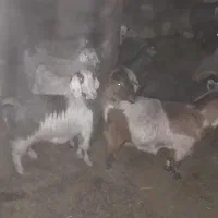 ۲۵راس بزگوشتی