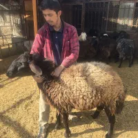 قوچ هترو|حیوانات مزرعه|ماهدشت, |دیوار