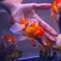 گلدفیش مولد گرید بالا|ماهی|تهران, صادقیه|دیوار