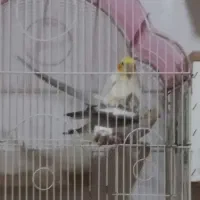 عروس هلندی ماده لالجین