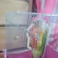 گرینچیک ماده