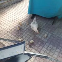 یک عدد مرغ با ۷تا جوجه نژاد خیلی خوب|پرنده|کنگاور, |دیوار