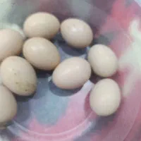 تخم نطفه دار برهما بشرط