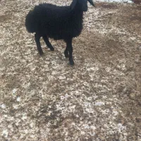 بره ماده قره قزیل