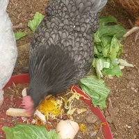 ۳عدد مرغ کوشین مینیاتوری