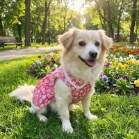 واگذاری رایگان سگ