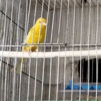 فروش انواع قناری خانگی|پرنده|کنگاور, |دیوار