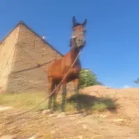 اسب