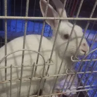 فروش خرگوش خونگی