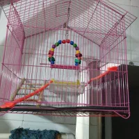قفس عروس هلندی|لوازم جانبی حیوانات|تربتحیدریه, حیدرآباد|دیوار