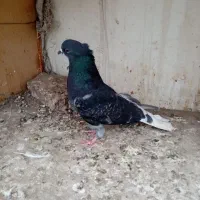 کفتر پرشی|پرنده|ری, ملک‌آباد|دیوار