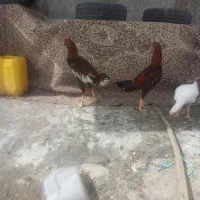 خروس لاری|حیوانات مزرعه|احمدآبادمستوفی, |دیوار